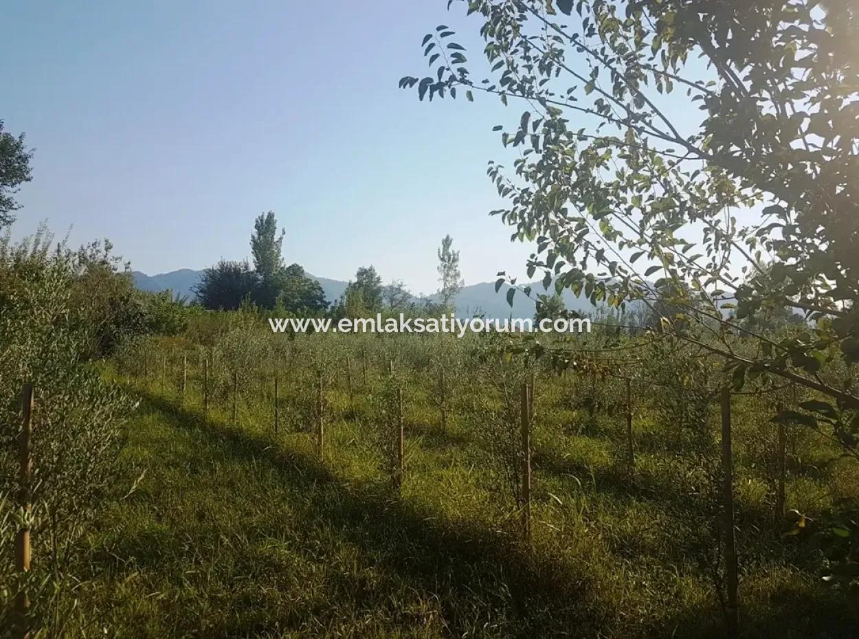 Bargain Plot For Sale In Beyoba