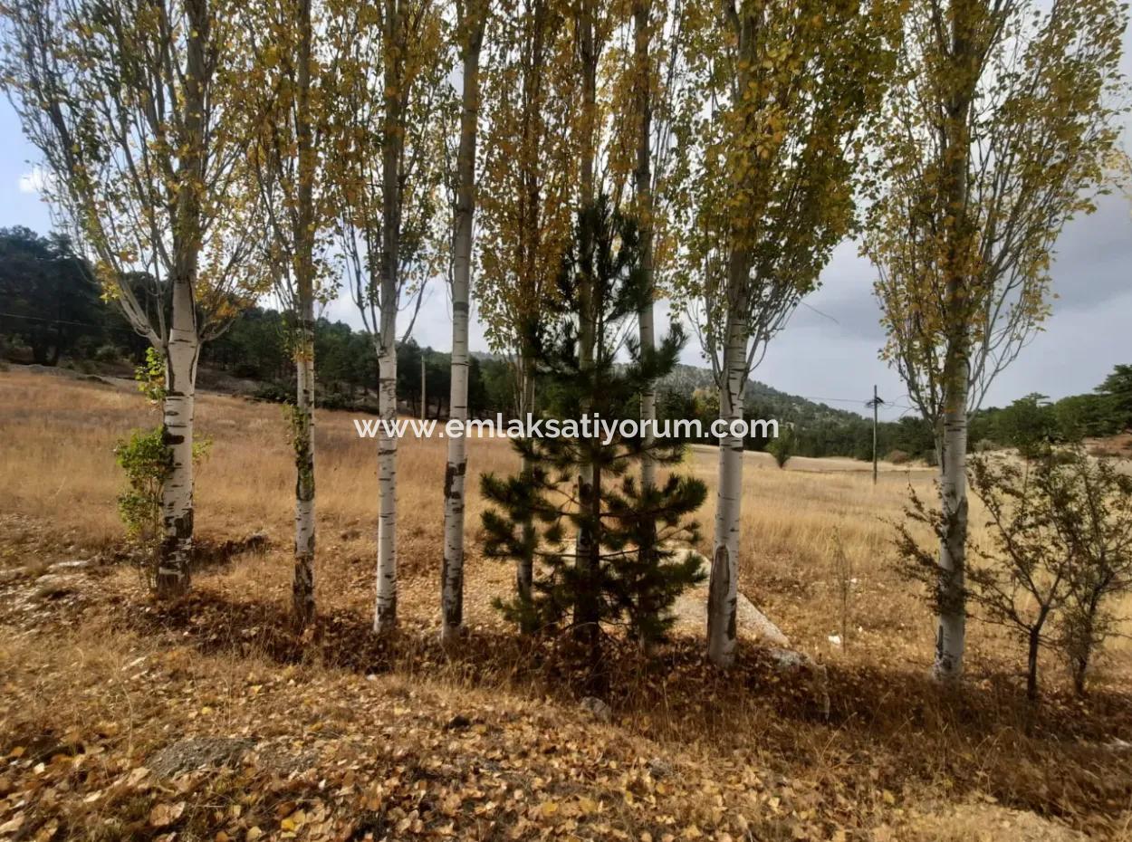 6 230 M2 Fertile Land For Rent In Çameli Cumaalanı