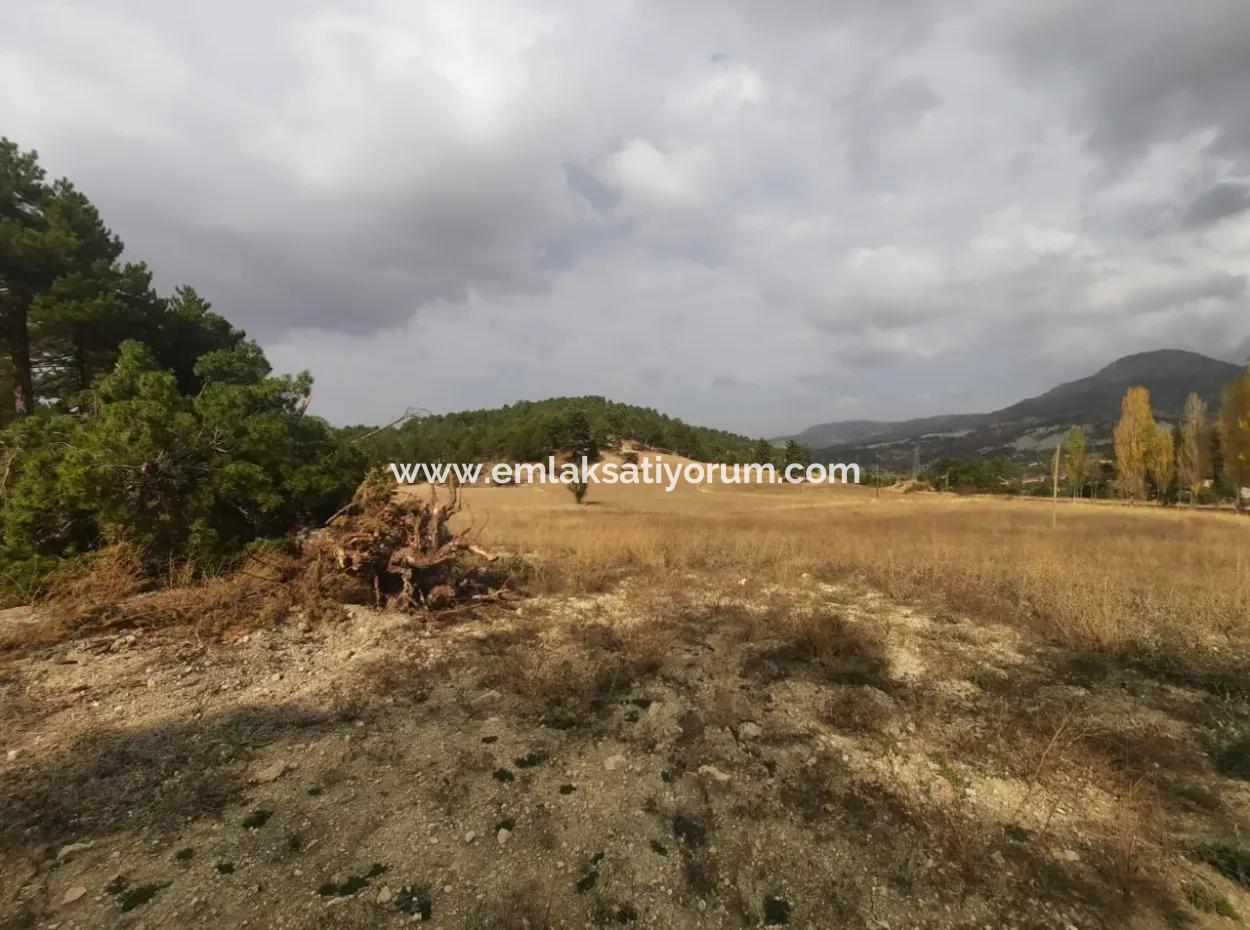 6 230 M2 Fertile Land For Rent In Çameli Cumaalanı