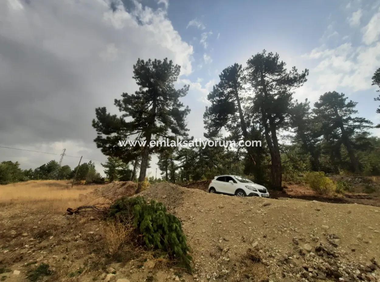 6 230 M2 Fertile Land For Rent In Çameli Cumaalanı