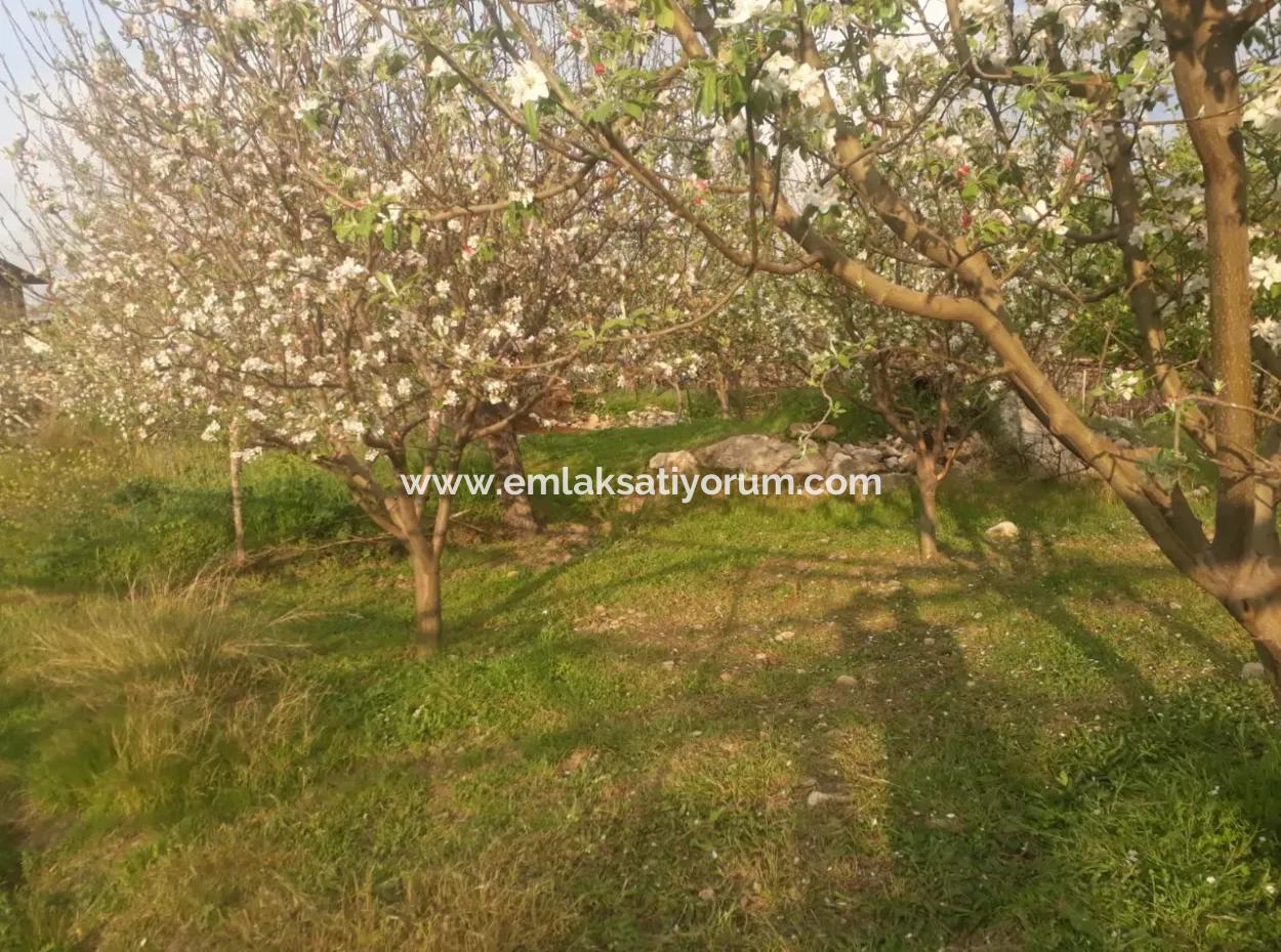 Fethiye Seydikemer Arsaköyn De 900 M2 Side By Side 2 Parcels Apple Orchard For Sale.