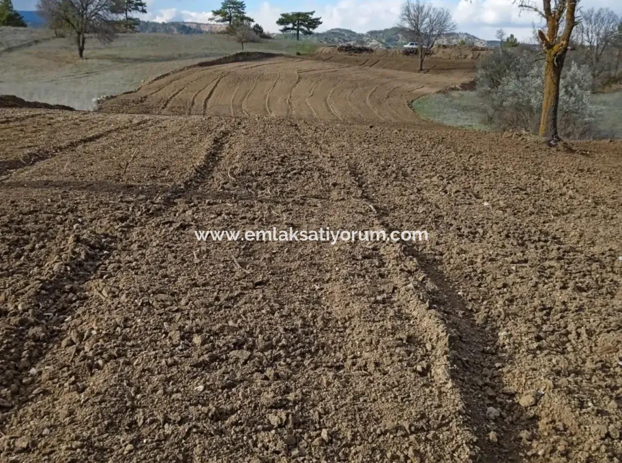 Detached, Fertile, 3 500 M2 Flat Land For Sale In Acıpayam Çakır