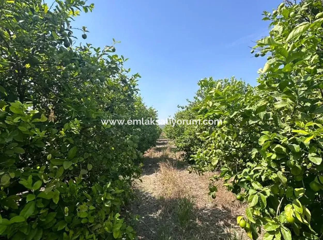 15 000 M2 Lemon Orchard For Sale In Eskiköy, Dalyan