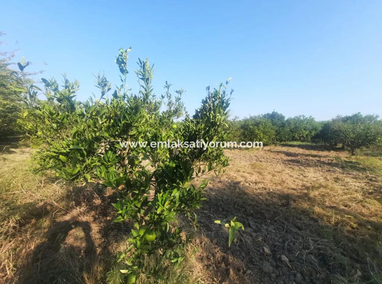 5000 M2 Citrus Orchard For Sale In Ortaca Dikmekavak