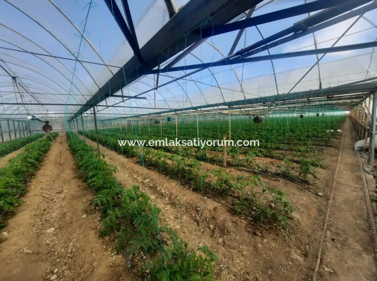 5 000 M2 Land, 3 000 M2 Tunnel Greenhouse, 2 Units 3 1 Apartments And 3 1 Detached Duplex For Sale In Ortaca Eskiköy