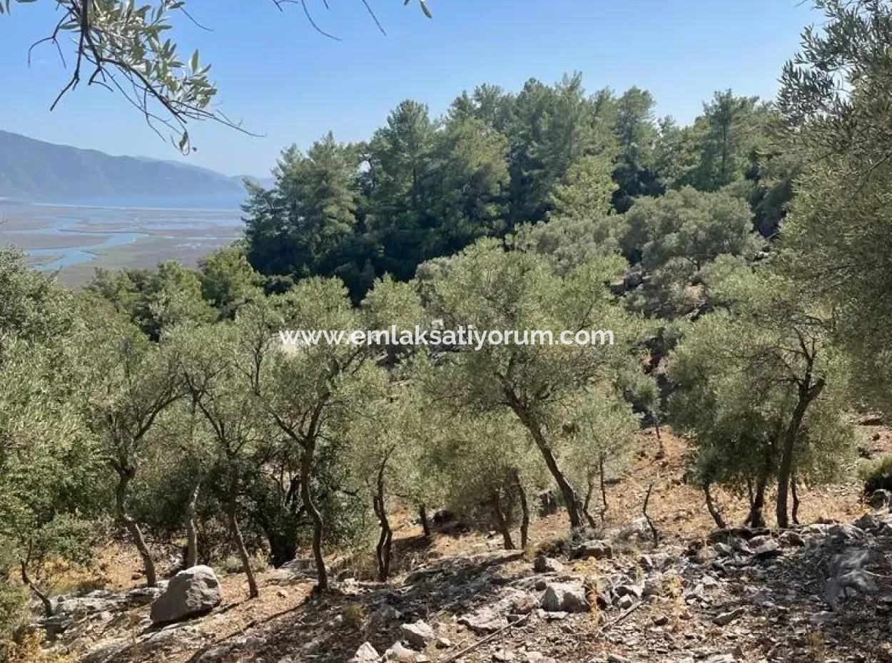 5000 M2 2B Field For Sale