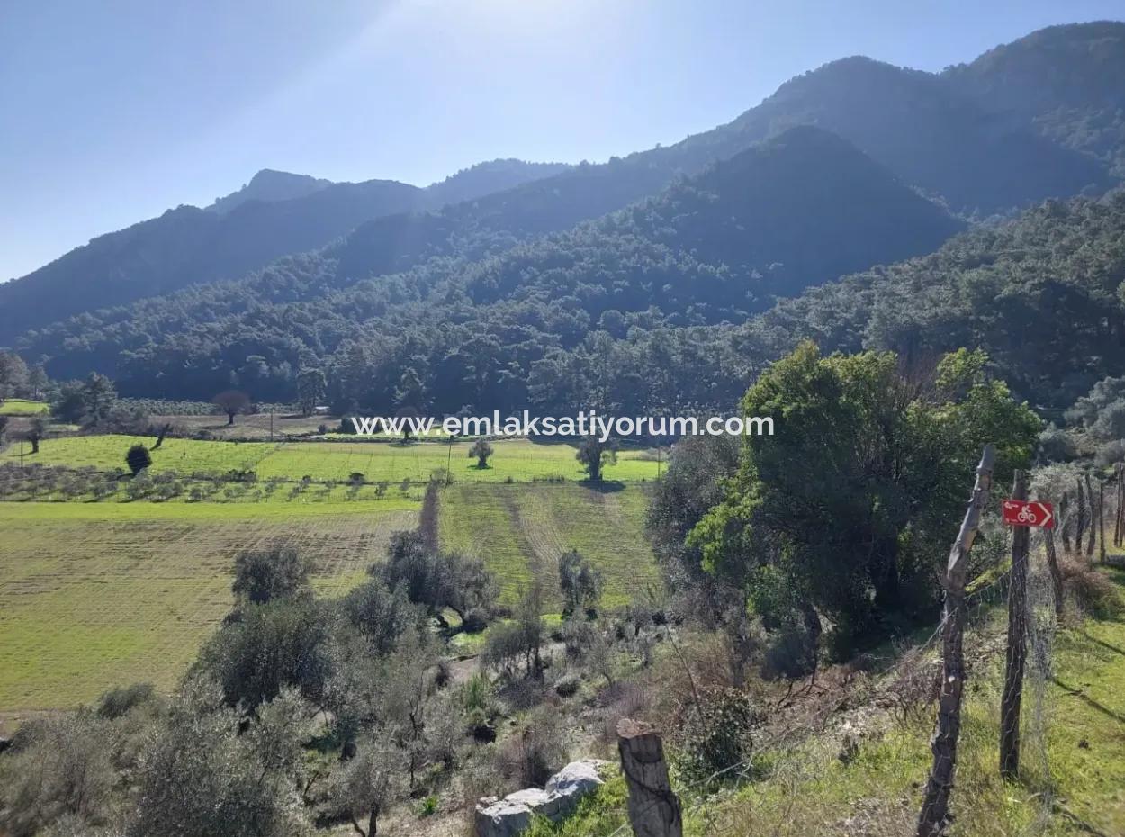 Muğla Dalyan Gökbelde 13 200 M2 Detached Title Deed Olive Grove For Sale