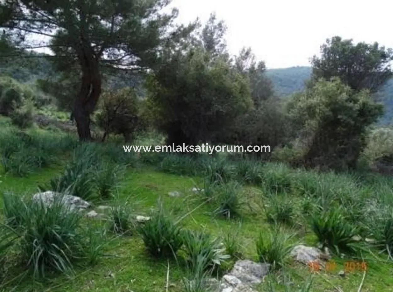 15 200 M2 Detached Land For Sale In Muğla Datça Yazi