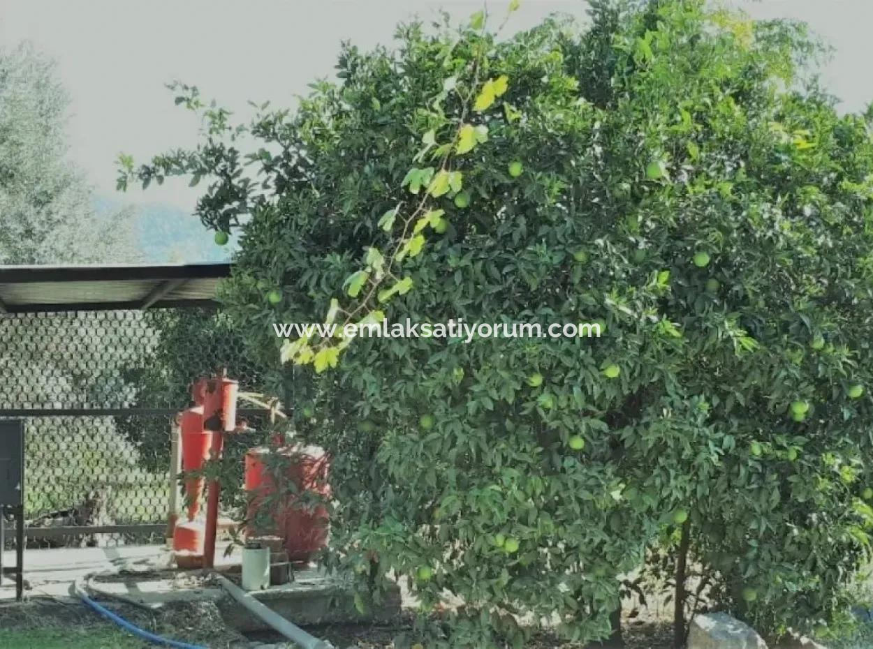 Tepearasi Bargain For Sale In Orange Grove