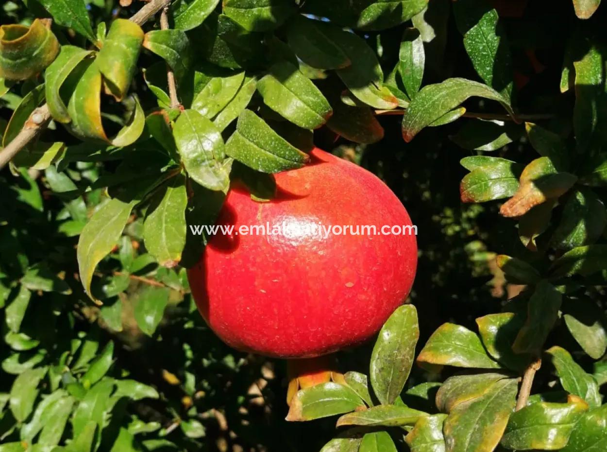 Pomegranate Field With 9831 M2 Share In Ortaca Mergenlide For Sale