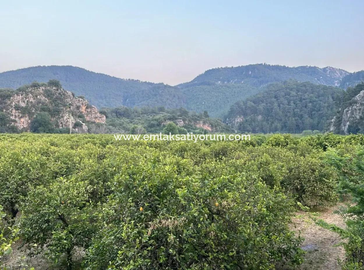 3 1 Apartment For Rent In Ortaca Okçular