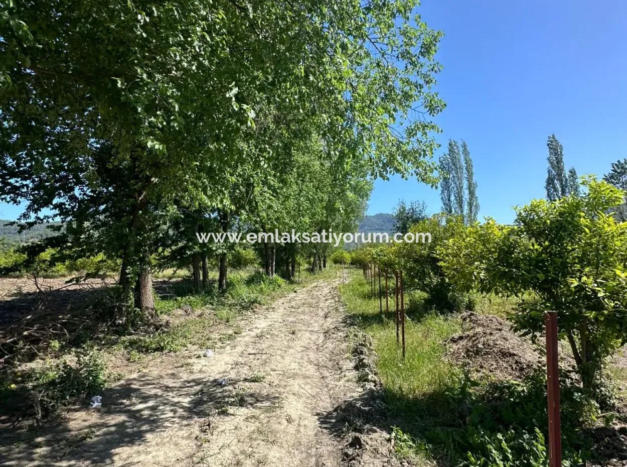 Archers Also For Sale 500 M2