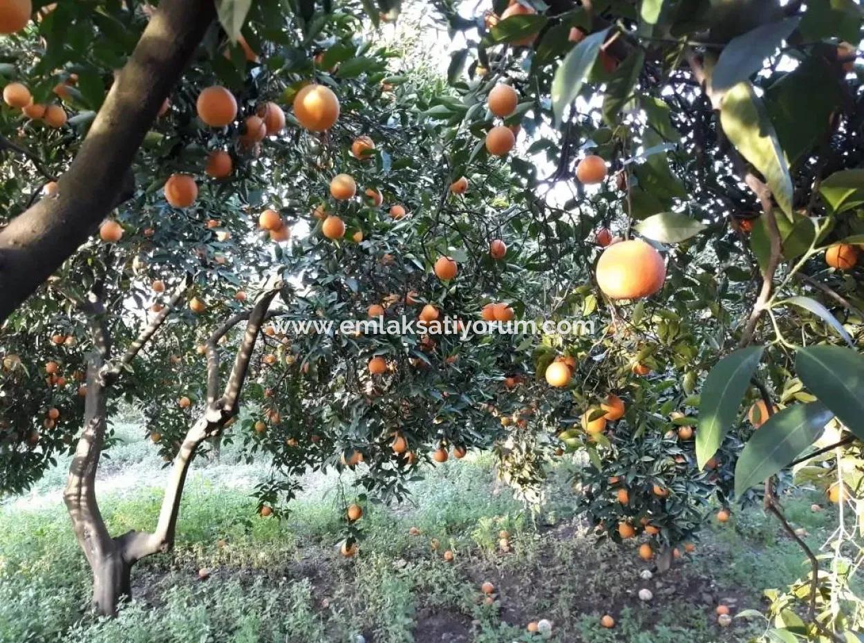 Garden For Sale In Köyceğiz Village