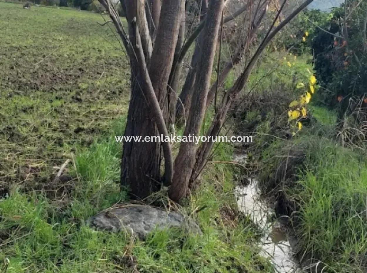 11 450 M2 Field For Sale In Muğla Köyceğiz Köyceğiz Neighborhood