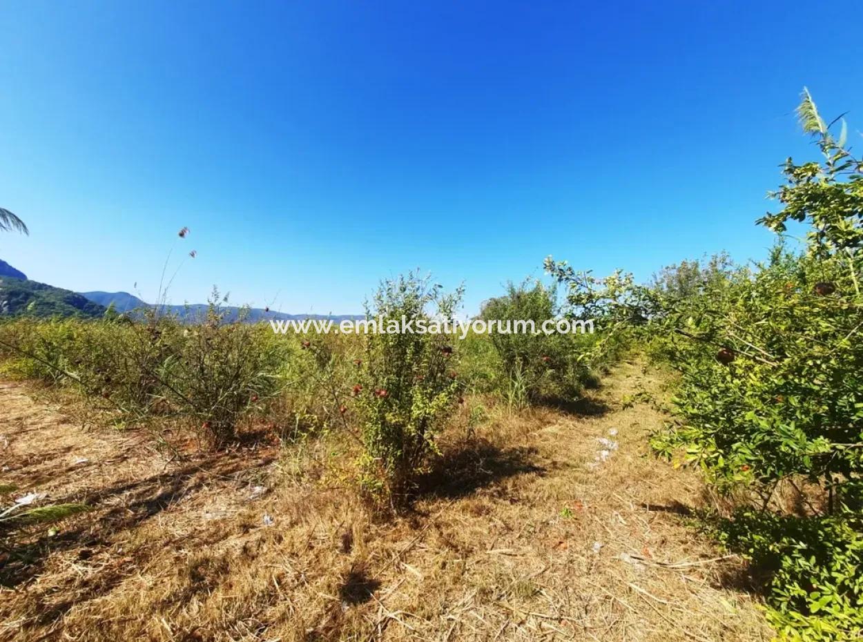 26.200 M2 Village Pasture Zero Bargain Land For Sale In Dalyan