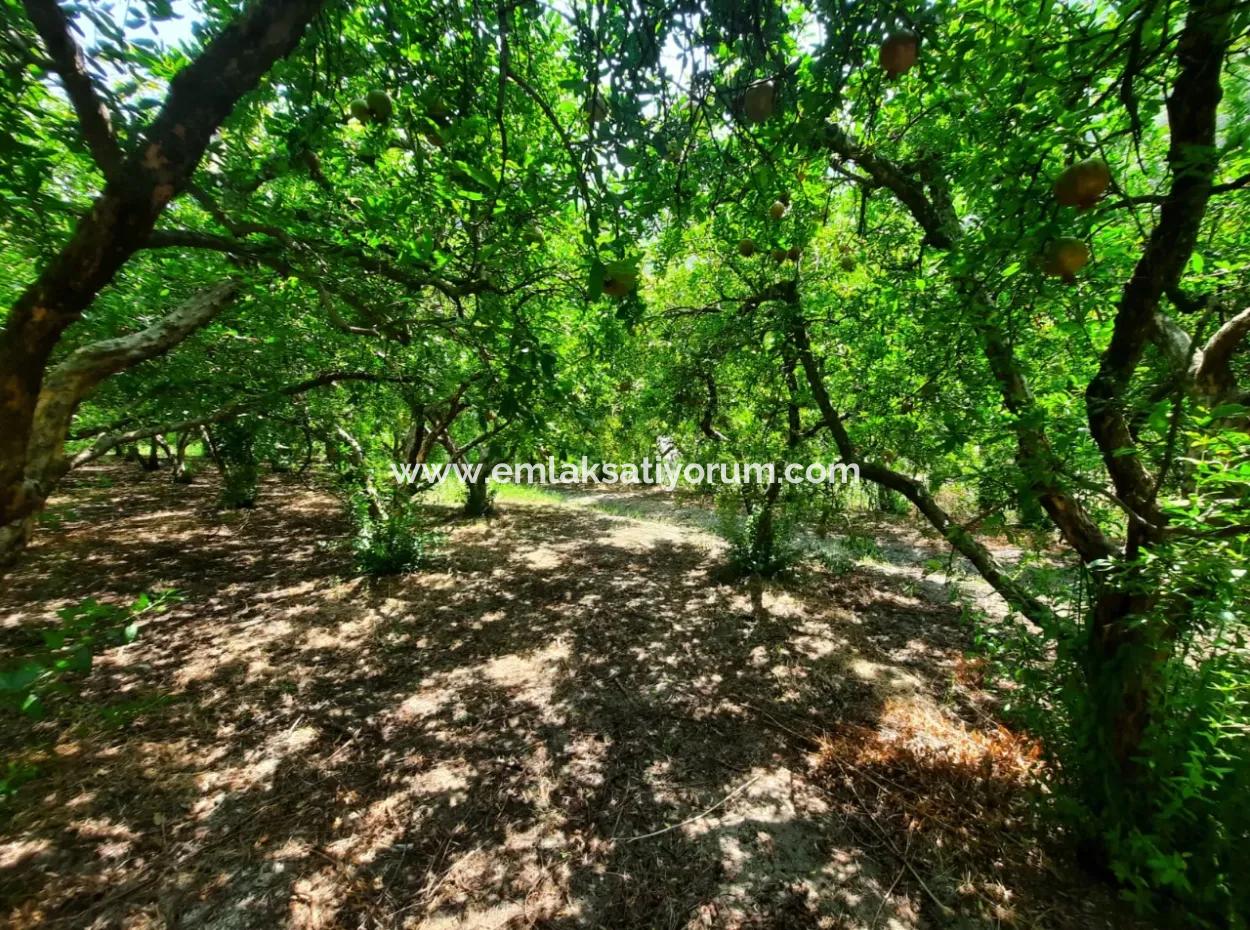 Muğla Dalyanda Mountain Zero, Waterside 10 500 M2 Pomegranate Garden For Sale