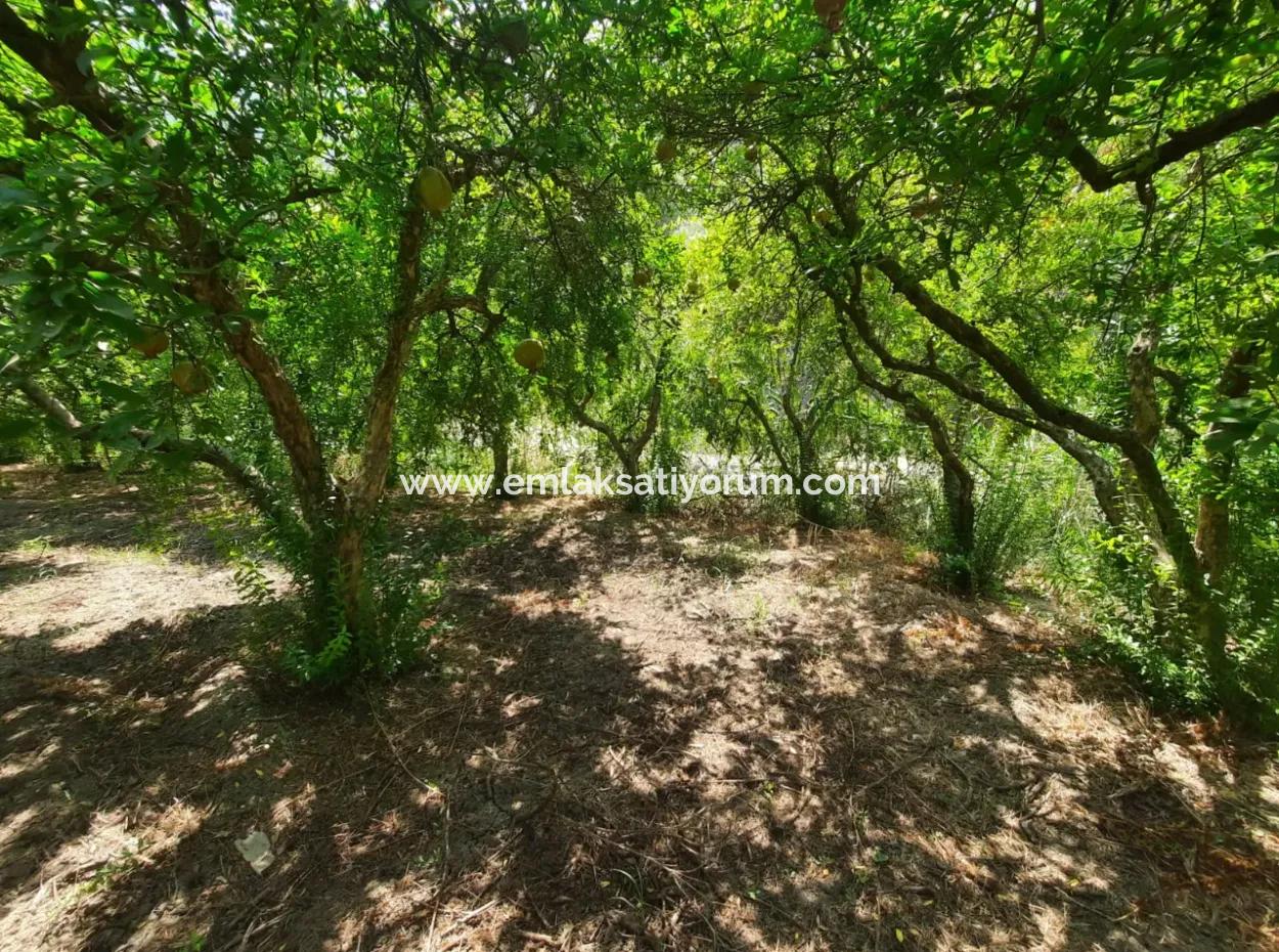 Muğla Dalyanda Mountain Zero, Waterside 10 500 M2 Pomegranate Garden For Sale