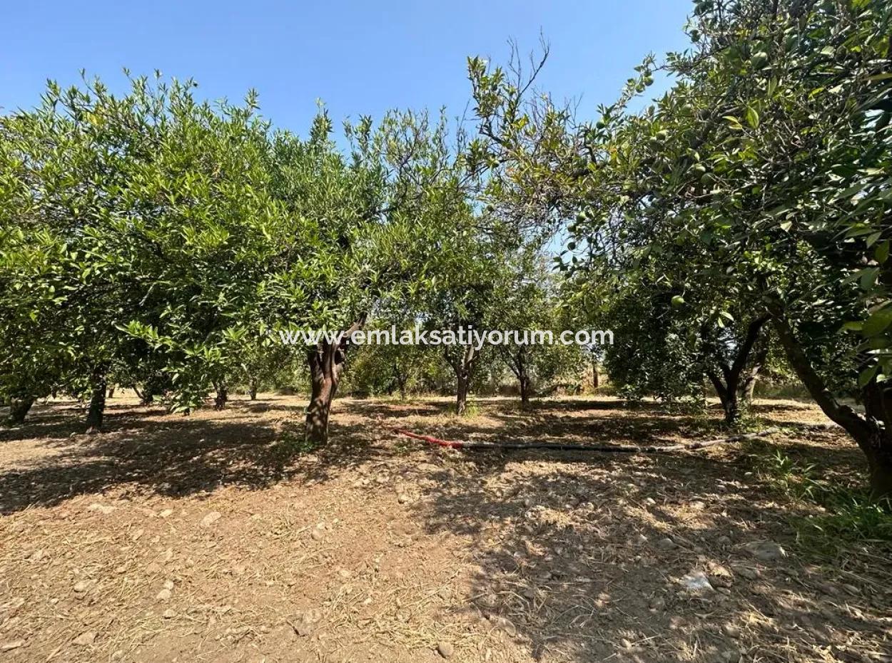 3 1 Furnished Detached House For Rent