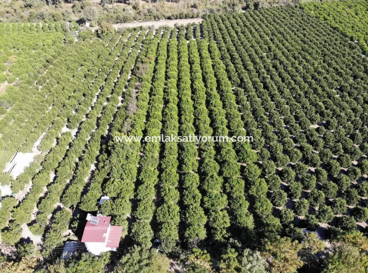 8230 M2 Lemon Field For Sale In Ortaca Akıncı