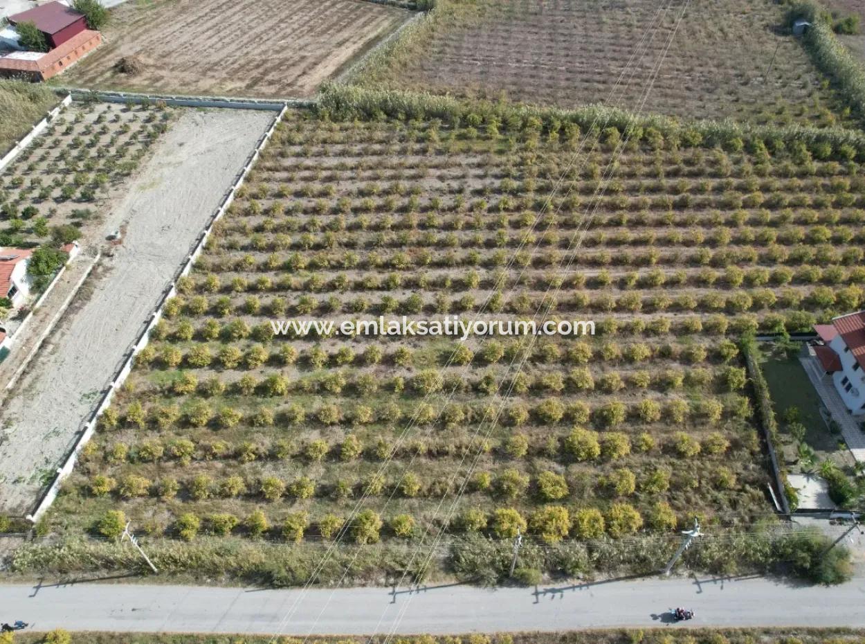 Muğla Dalyanda Canal 2Nd Parcel Detached 5.000 M2, 250 M2 Land With Construction Right For Sale