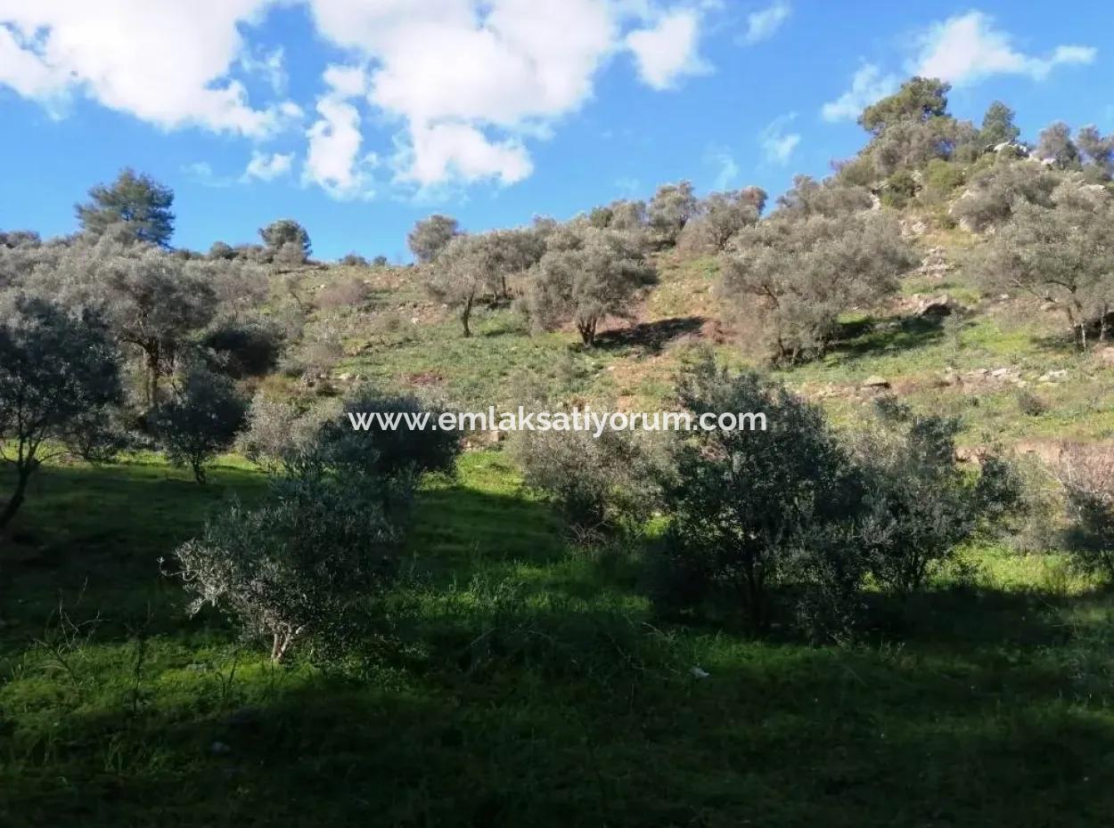 Mugla Ortaca Gokbel Bargain Olive Grove For Sale