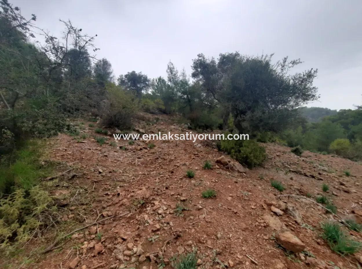 24.000 M2 Detached Land For Sale In Muğla Dalyan Gökbelde Nature