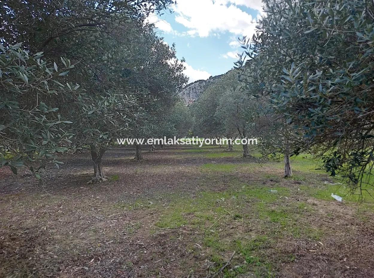 Muğla Köyceğiz Çandırda 3.750 M2 Land For Sale Close To Dalyan Canal