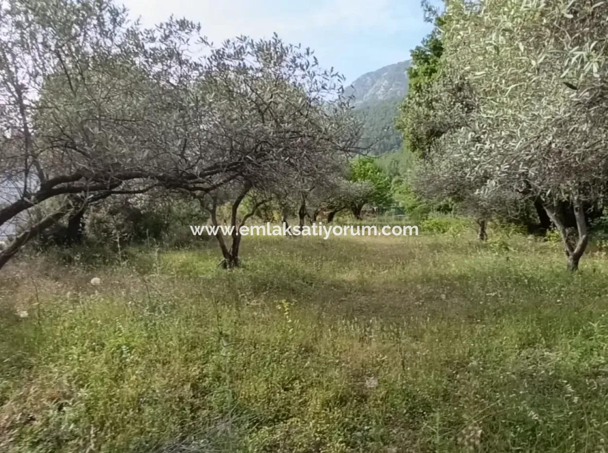 1228 M2 Land And Kargir House For Sale In Muğla Menteşe Yaraş, Village In Village.   