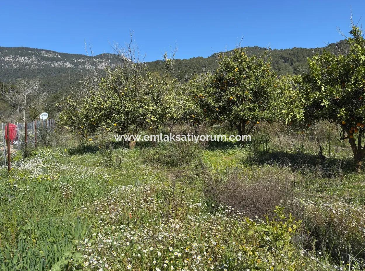 1000 M2 Land For Sale In Köyceğiz Çandır