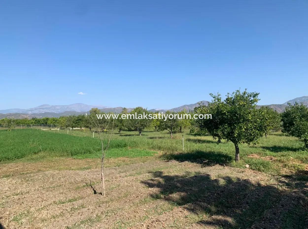 5400 M2 Ready-Made Farm For Sale In Ortaca Arıkbaşı