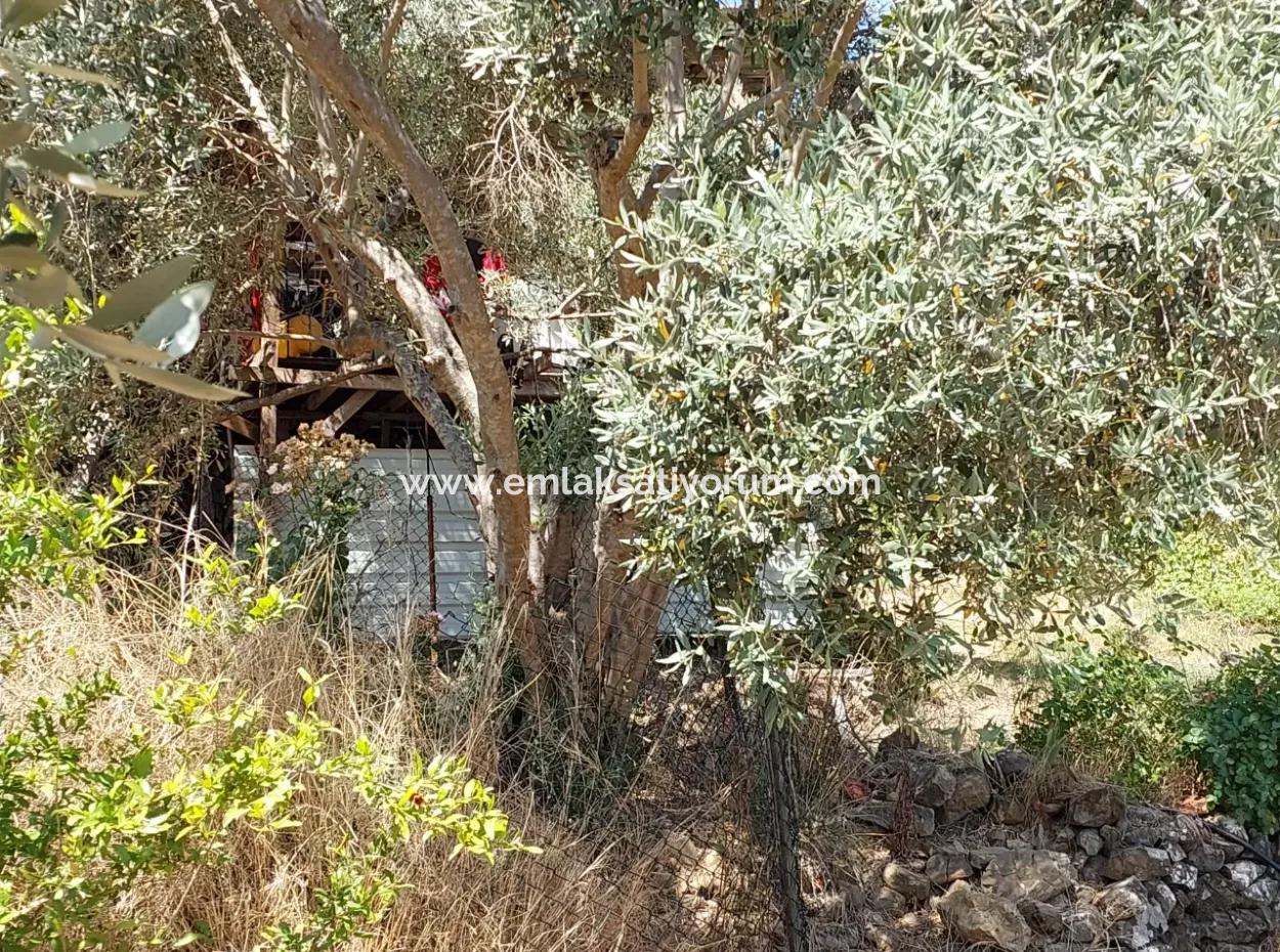 For Sale With A Numbered Building On 2.500M2 Treasury Land In Ortaca Eskiköy