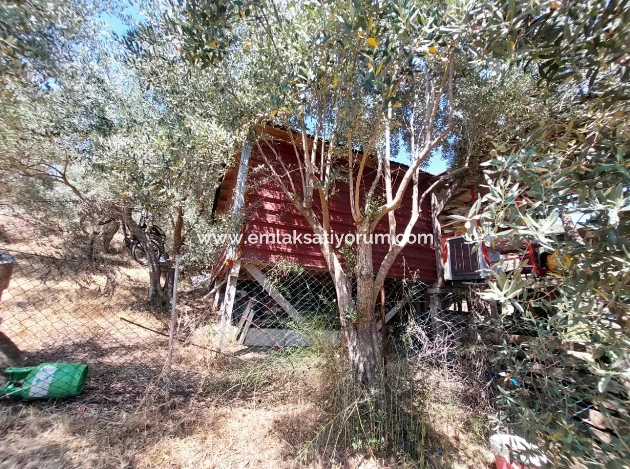 For Sale With A Numbered Building On 2.500M2 Treasury Land In Ortaca Eskiköy