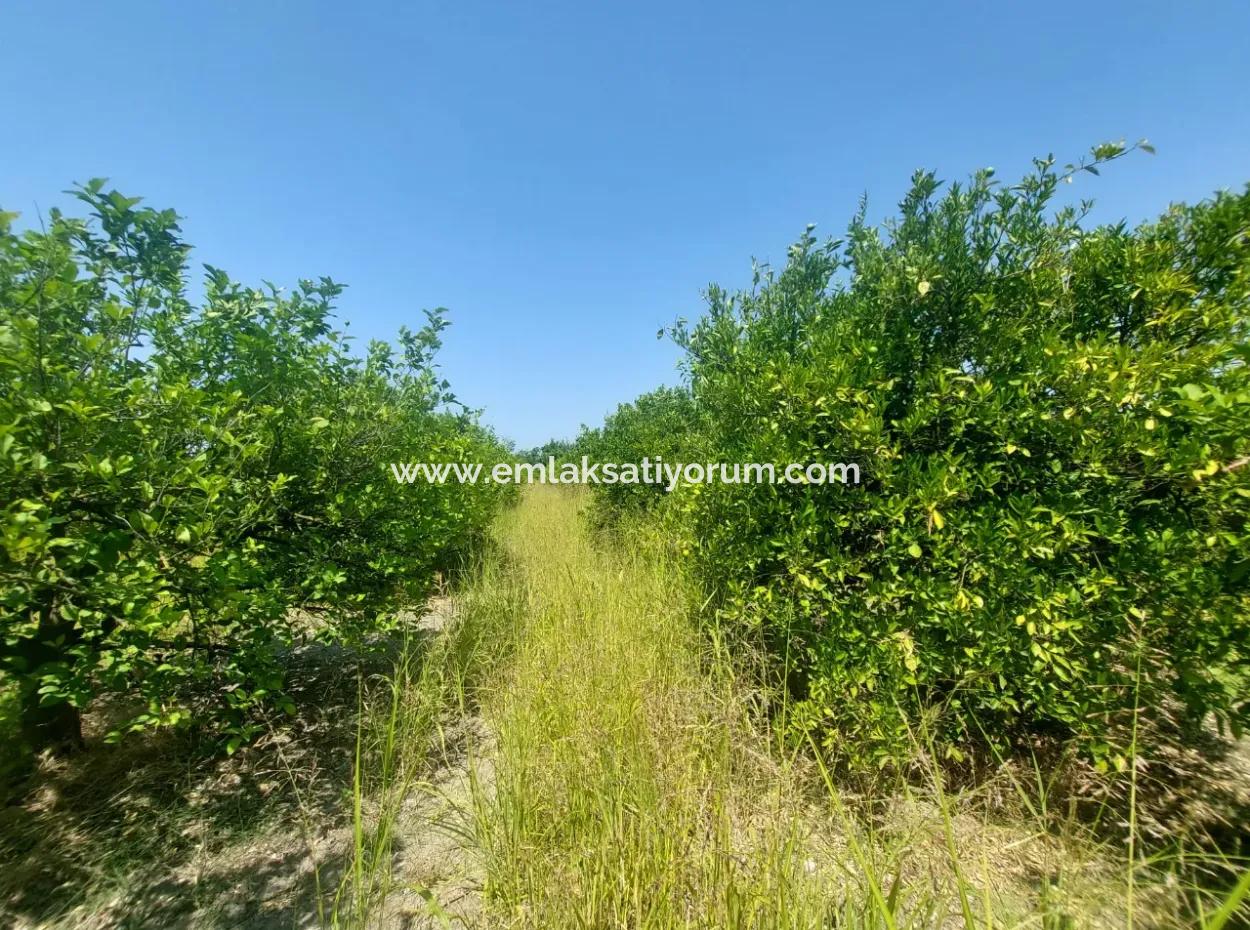5.200 M² Lemon And Orange Garden For Rent In Dalyan, Muğla
