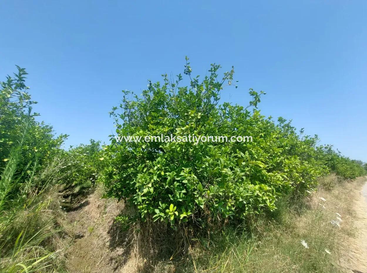 5.200 M² Lemon And Orange Garden For Rent In Dalyan, Muğla