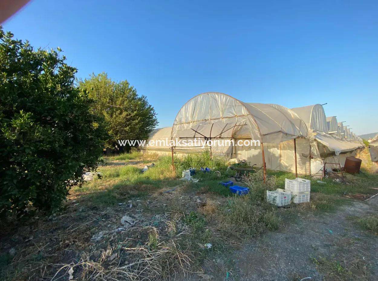 Detached House And Greenhouse For Sale In 5200 M2 Field In Ortaca Eskiköy
