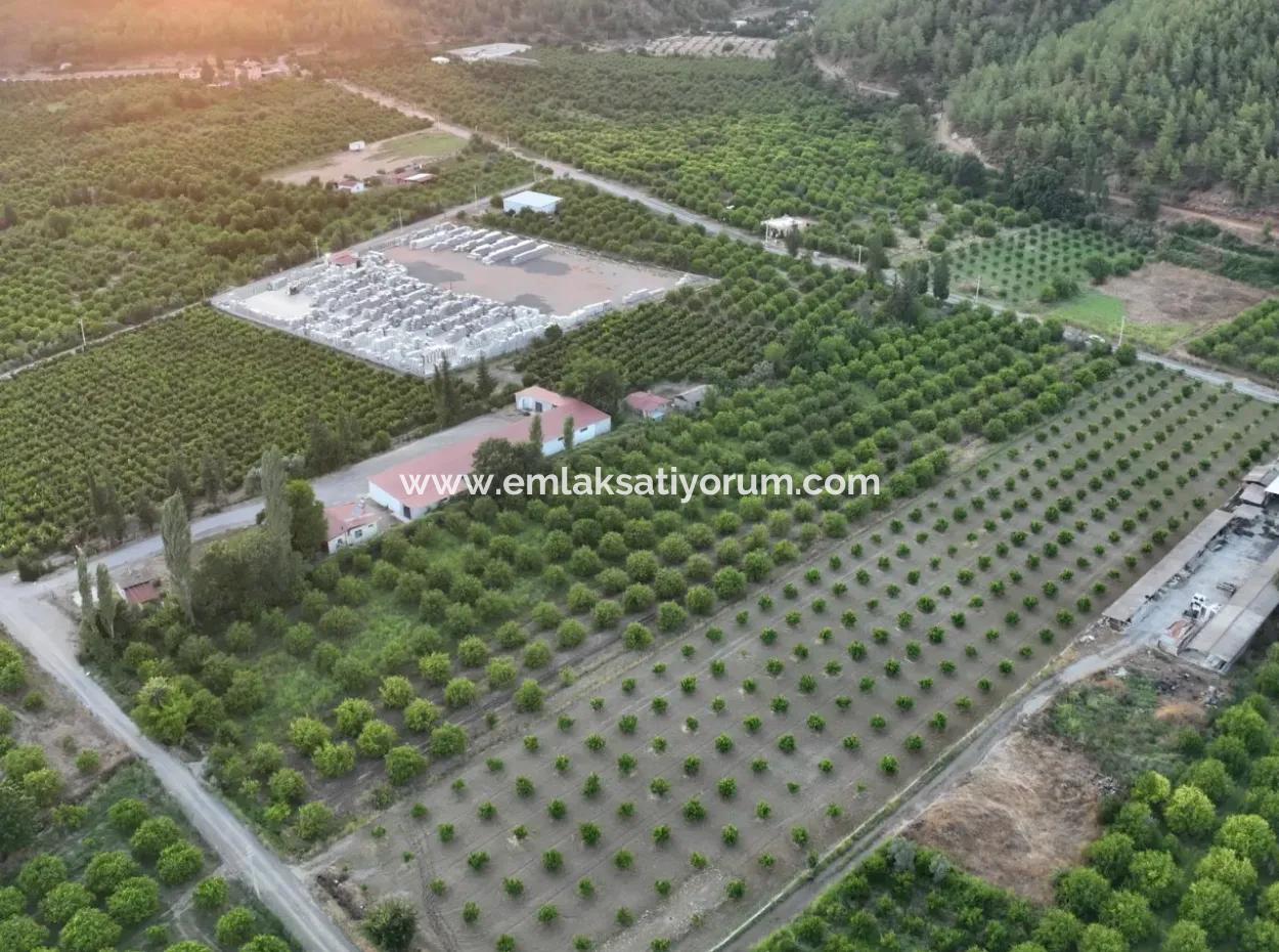 Detached 5.000 M² Lemon Garden With 150 M² Construction Rights In Ortaca Çaylı For Sale Or Exchange