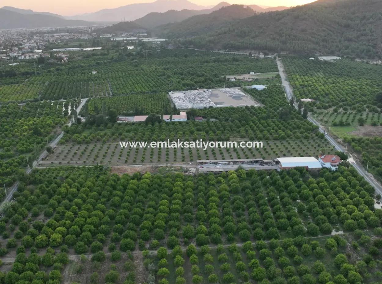 Detached 5.000 M² Lemon Garden With 150 M² Construction Rights In Ortaca Çaylı For Sale Or Exchange