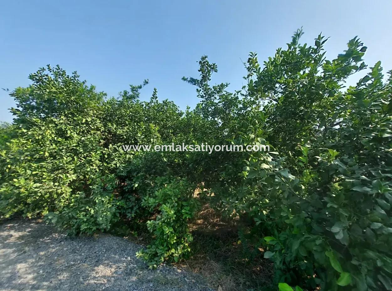 4.500 M² Well-Kept Lemon Garden For Sale In Ortaca Karadonlar