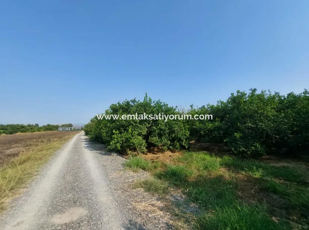 4.500 M² Well-Kept Lemon Garden For Sale In Ortaca Karadonlar