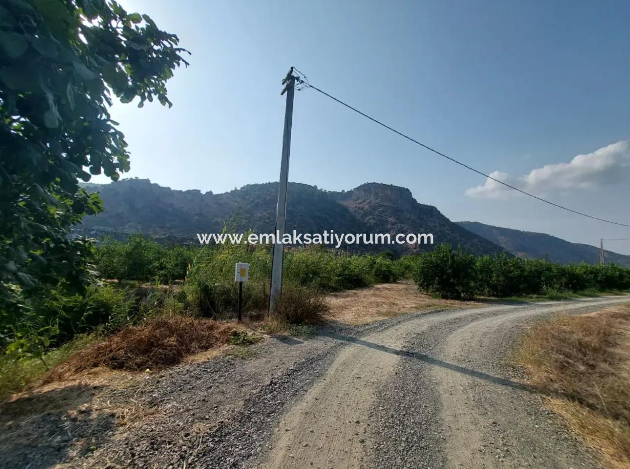4.500 M² Well-Kept Lemon Garden For Sale In Ortaca Karadonlar