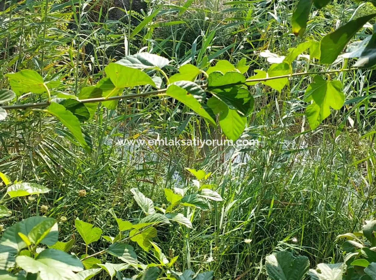 4.500 M² Well-Kept Lemon Garden For Sale In Ortaca Karadonlar