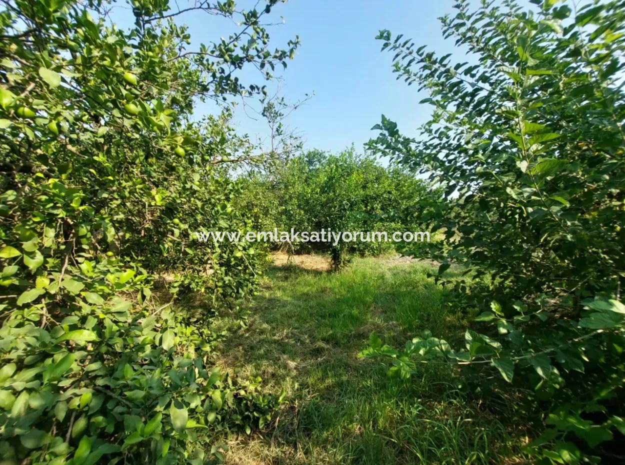 4.500 M² Well-Kept Lemon Garden For Sale In Ortaca Karadonlar