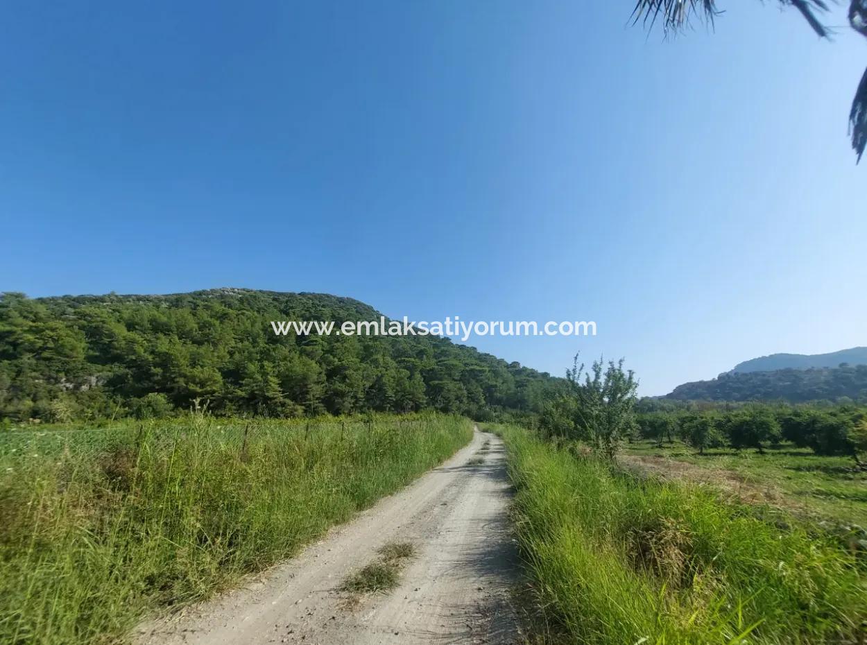 73,500 M² Pomegranate Garden Suitable For Investment In Ortaca Dalyan For Sale
