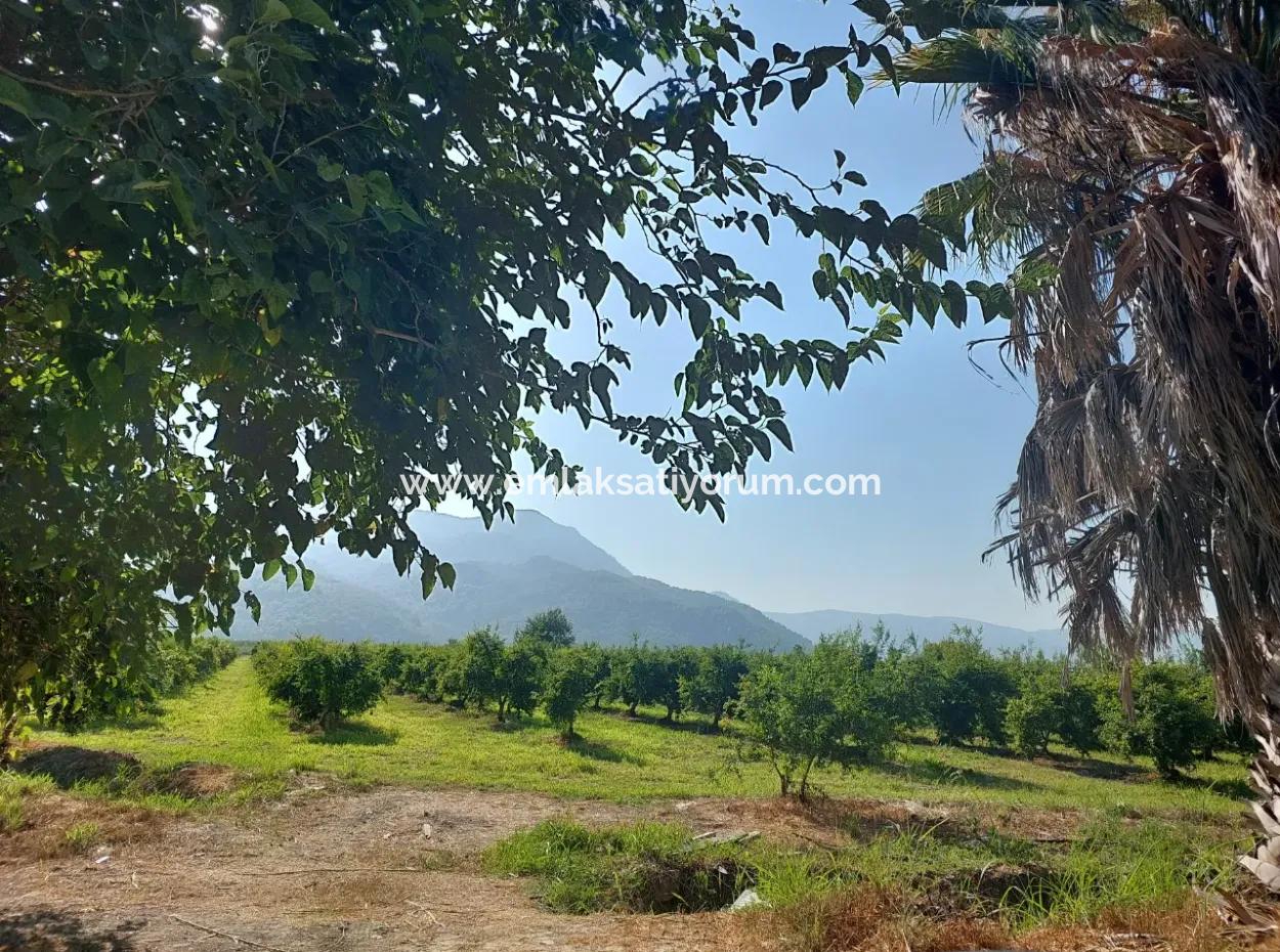 73,500 M² Pomegranate Garden Suitable For Investment In Ortaca Dalyan For Sale