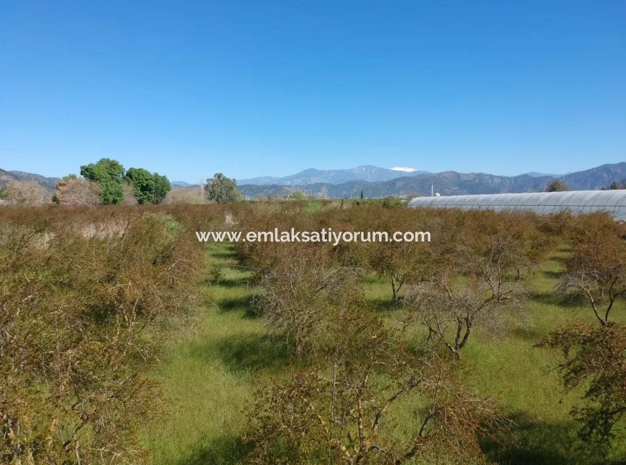 For Sale Bargain Ortaca In The Pomegranate Gardens