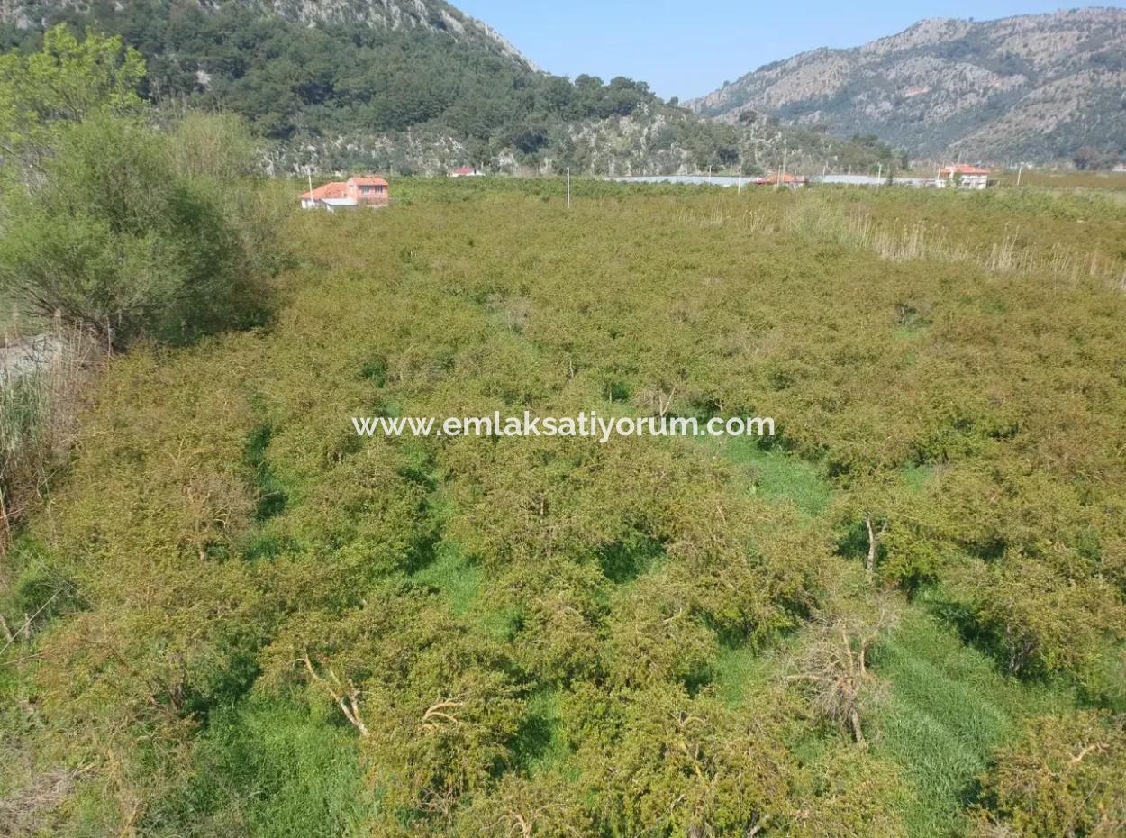 Ortaca Mergenlide 7989 M2 150 M2 Construction Permitted Pomegranate Field For Sale