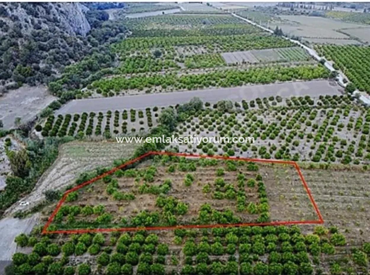 8 500 M2 Citrus Garden In Ortaca Mergenli For Sale