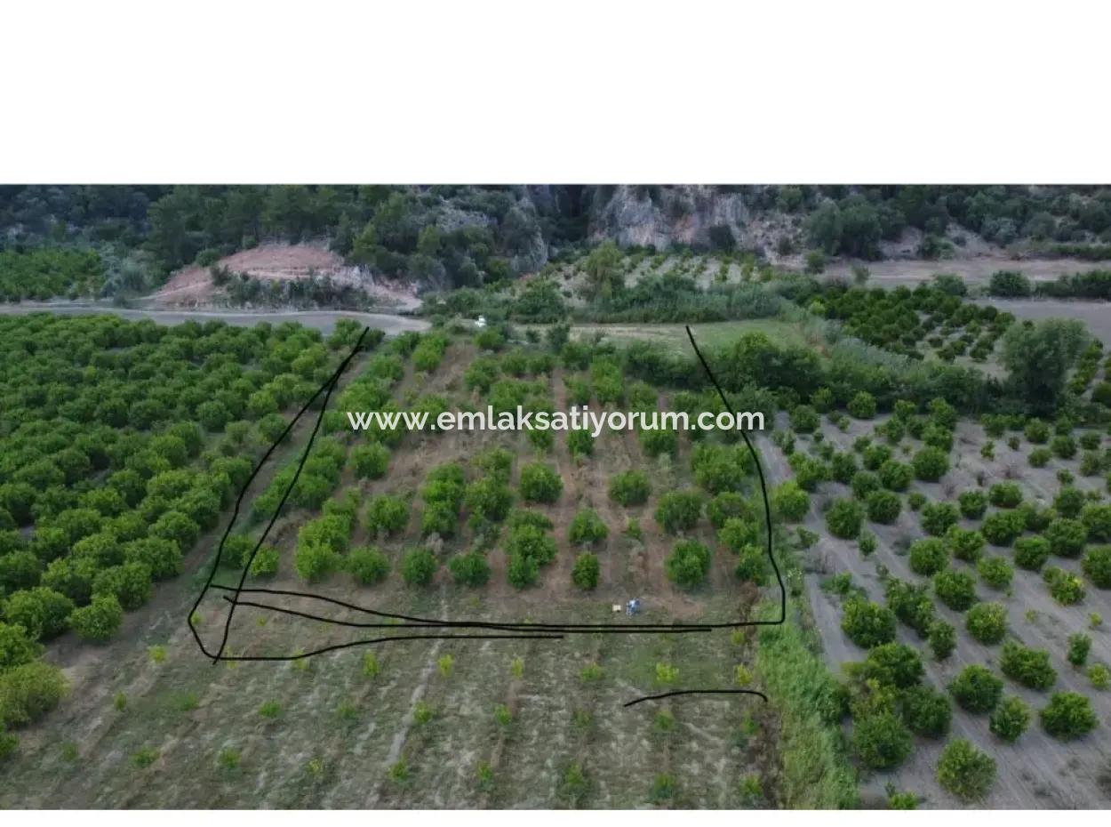 8 500 M2 Citrus Garden In Ortaca Mergenli For Sale