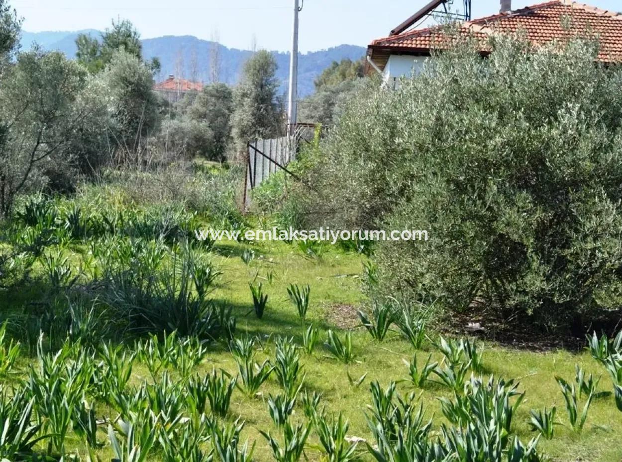 Villa For Sale Bargain Ortaca In The Plot