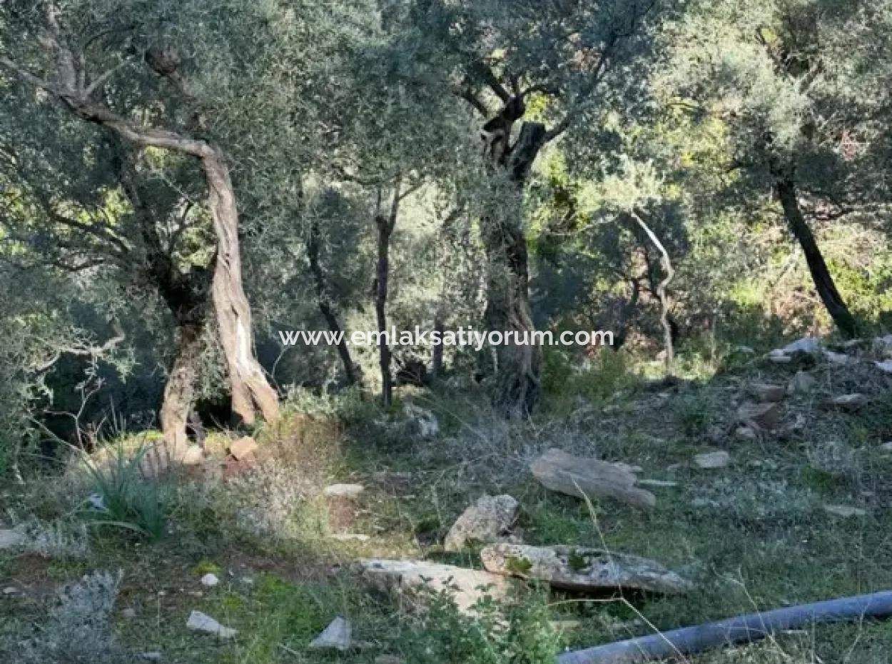 5 800 M2 Single Title Deed Detached Parcel Land For Sale In Muğla Milas